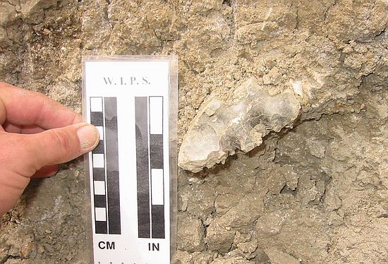 With a watchful eye, you can easily find many specimens, such as this ammonite, partially exposed in a canyon wall of the Pierre Shale.  Rusty Zone or Tepee Zone of Pierre Shale.  At GPS waypoint: B03. Collector: Steve Wagner