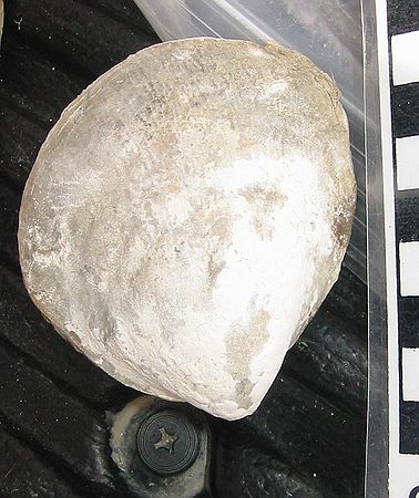 Small bivalve\nInoceramus sp. (smooth?)\nCretaceous Period, Upper Campanian Stage\nRusty Zone or Tepee Zone of Pierre Shale. \nCollector: WIPS member.