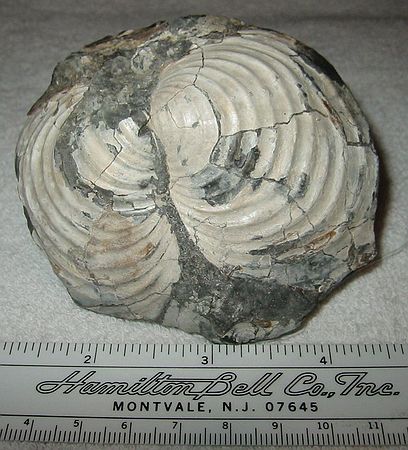 Small bivalve\nInoceramus sp. (strong ribs)\nCretaceous Period, Upper Campanian Stage\nRusty Zone or Tepee Zone of Pierre Shale. \nCollector: Steve Wagner.