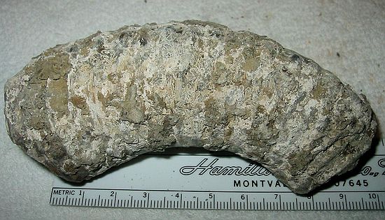 Ammonite\nDidymoceras nebrascense? (Meek and Hayden)\nRusty Zone or Tepee Zone of Pierre Shale.\nUpper Campanian Stage\nCollector: Steve Wagner.