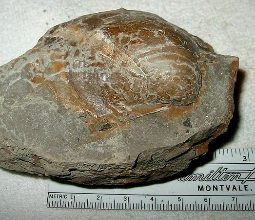 Small clam\nNymphalucina occidentalis (Morton)?\nTepee Zone of Pierre Shale.\nCretaceous Period, Upper Campanian Stage\nCollector: Steve Wagner.