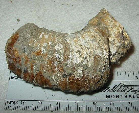 Ammonite.\nDidymoceras nebrascense? (Meek and Hayden)\nRusty Zone or Tepee Zone of Pierre Shale\nCollector: Steve Wagner.