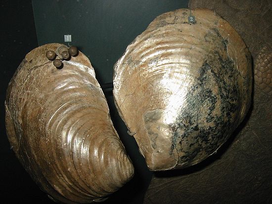 EXAMPLE FROM DMNS EXHIBIT:\nClams & fossil pearls (1 at left)\nInoceramus balchi (left) &\nInoceramus bauabini (right)\nLate Cretaceous Period, 70 mya\nDawson County, Montana