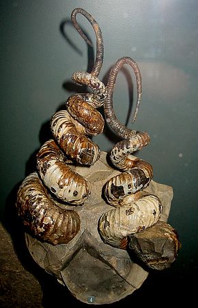 EXAMPLE FROM DMNS EXHIBIT:\nHeteromorph ammonites\nDidymoceras stevensoni\nLate Cretaceous Period, 75 mya\nWeston County, Wyoming