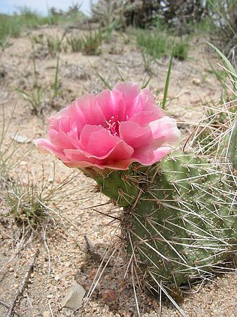 In most years, Baculite Mesa is a complete desert.  The high precipitation of early 2003 changed the landscape entirely as shown by this cactus bloom.  We initially thought this would help the fossil hunting by exposing more specimens.  However, the previous 2 inch rain actually made the Pierre Shale swell and "float" in cracked patterns, hiding many potential finds.