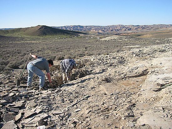 Quarry C - There's no such thing as 'correct posture' for a paleontologist.  Most work is done in a bent over position.