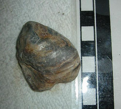 Unident. clam. From creekbed running through Mancos Shale.  GPS "U01"