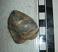 Unident. clam. From creekbed running through Mancos Shale.  GPS "U01"