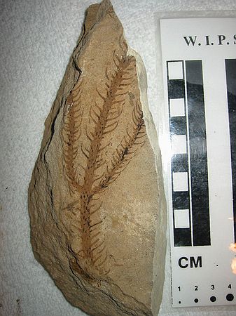 Araucaria (?) from Mesa Verde Group, Book Cliffs (eastern, Utah).  Maybe from the Nelsen Formation (Upper Cretaceous) - DMNS has similar finds but from differently locality that is Nelsen formation.  Possibly also in the Sego Sandstone (Upper Cretaceous). About 5 meters above GPS: U02.