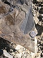 Some of the Castle Rock leaves look like what many of you recently raked from your lawns.  The preservation and intact cuticle surprises us to this day.  Extra steps are required to slow the drying process of these leaves and their matrix.  [See "Drying Process" in the Castle Rock section of Paleocurrents.com.]