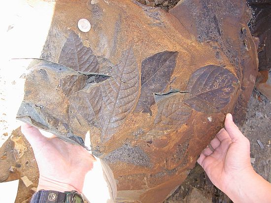 The finds on 12/10/2002 were simply amazing.  A single slab here reveals many beautiful species in perfect preservation.  If you wonder why we dig in the middle of December in Colorado, this image should answer your curiousity.....
