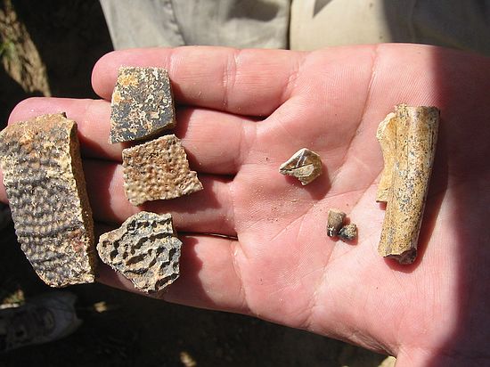 Fossil turtle shell fragments (left) and other bone material, possibly a leg bone? (right).