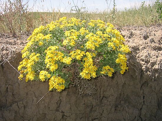 A beautiful "outcrop bouquet" courtesy of increased Front Range rainfall.  Being in the cut bank of this gully, these flowers stand a good chance of finding their way into the gully sediments - under the best of circumstances, they may become future fossils for paleontologists millions of years from now.   (D-"present" sequence)