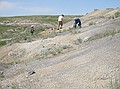 Looking for bone fragments and teeth in the nearby badlands deposits (Cretaceous, D1 Sequence)