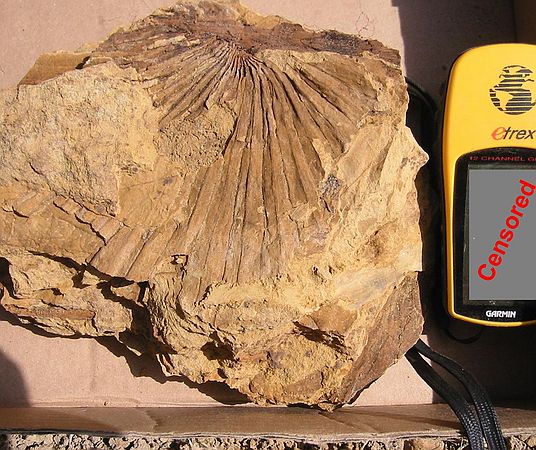 A fossil palm frond found in the gully.  GPS coordinates censored in respect of the private land owner.  (Paleocene, D1 Sequence)
