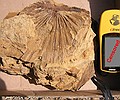 A fossil palm frond found in the gully.  GPS coordinates censored in respect of the private land owner.  (Paleocene, D1 Sequence)
