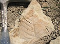 Fossil leaf found in the gully (Paleocene, D1 Sequence)