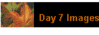 Day 7 Images