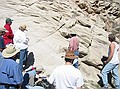 Canyon Spring sandstone:  Ancient dunes with truncated crossbeds, wind blown lags (small, evenly dispersed pebbles).  Canyon Spring sandstone averages only 30 ft in thickness.
