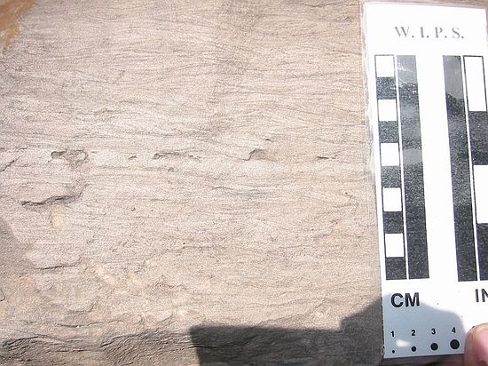 Morrison formation: cross-laminations in channel complex (clays & muds).