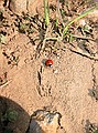 Ladybug traversing modern day debris flow.  Surely she is contemplating her geologic environment?