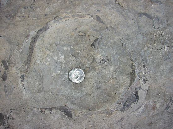 Niobrara formation, Fort Hays member: bowl-shaped clams called "Cremnoceramus" are very common.  A crystal/prism structure can be seen on the edges of these broken clams.