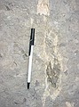 Niobrara formation, Fort Hays member: white vein is marine shales is calcium carbonate filling cracks.  This occurred much later in time.