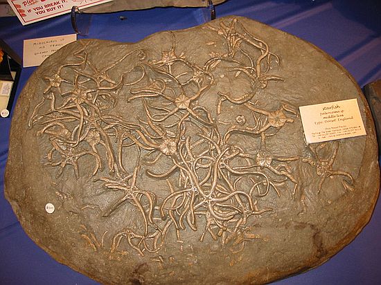 Starfish - Paleocoma sp\nMiddle Lias\nEype. Dorset, England\nChris Moore Fossils