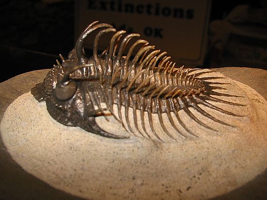 Trilobite\n(from Extinctions.com display)
