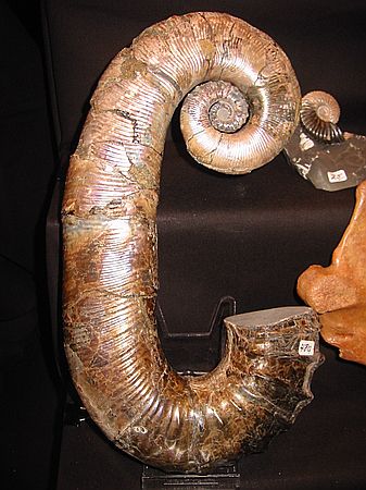 Ammonite\nAncyloceras(?)\nCretaceous\nVolga River, Russia
