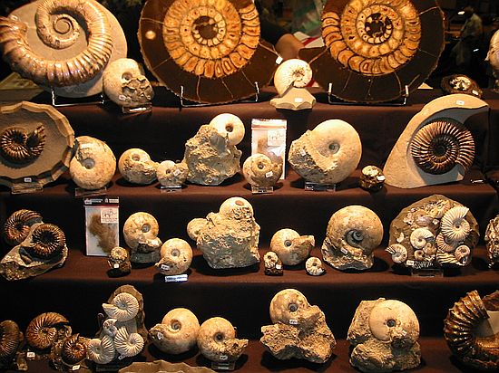 Lots and lots of ammonites!