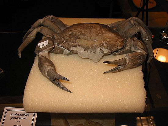 Beautifully preserved crab\nArchaeogeryon peruvianum\nMiocene\nArgentina