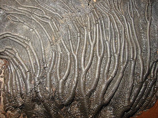 Schyphocrinites elegans\nCrinoide\nDevon\nErfoud, Sahara, Morocco\n(from Horst Burkard, Bonn, Germany)