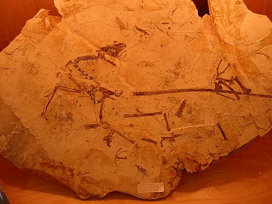 Bird/Dino fossil in display case with book "Feathered Dinosaurs and the Origin of Flight " (edited by Sylvia J. Czerkas)