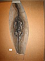 Keichousaurus hui, Triassic, 241.9 million years old, Henan Province, China