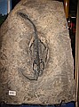 Keichousaurus hui, Triassic, 241.9 million years old, Henan Province, China