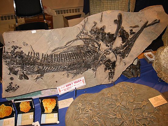 Mixosaurus sp\nMid Triassic\nGuizhou Province, China\nForge Fossils, England\n(see closeup, next photo)