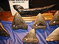 Fossil Walrus Tusk from Miocene of South Carolina\nin back of Megaladon Shark Teeth