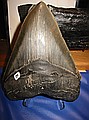 Megaladon Shark Tooth - "only" $950 for this large specimen.