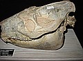 Merycoidodon culbertsoni\nBrule Formation\nUpper Oligocene\nShannon Co., South Dakota