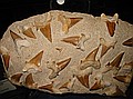 Fossil Shark teeth in matrix