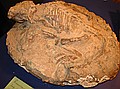 Psittacosaurus\nEarly Cretaceous\nBeipiao, Liaoning, China\n$3000