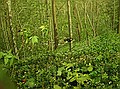 The Smoky Mountains diorama.  Un-zoomed, looking left of center of diorama.