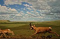 The ceramic elf is hiding behind a bush on the right side of the Pronghorn Diorama.  The bush is below and behind the running Pronghorn.