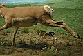 The ceramic elf is hiding behind a bush on the right side of the Pronghorn Diorama.  The bush is below and behind the running Pronghorn.