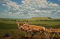 The moving butterfly is at left and in the foreground of the Pronghorn Diorama.