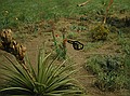 The moving butterfly is at left and in the foreground of the Pronghorn Diorama.  It is orange with black spots.  (Note: There are two moving butterflies in the dioramas.  These are the only moving pieces that exist.)