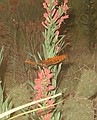 "Wings Down!" - Moving butterfly in Pronghorn Diorama.