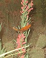 "Wings Up!" - Moving butterfly in Pronghorn Diorama.