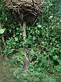 Elf is resting on a branch extending to the right from the main branch supporting the heron nest.  He's wearing a green outfit and brown cap. Lowland River diorama.